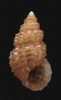 Alvania hispidula